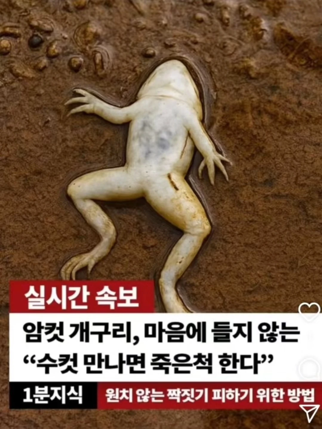 암컷 개구리, 마음에 들지 않는 수컷 만나면...