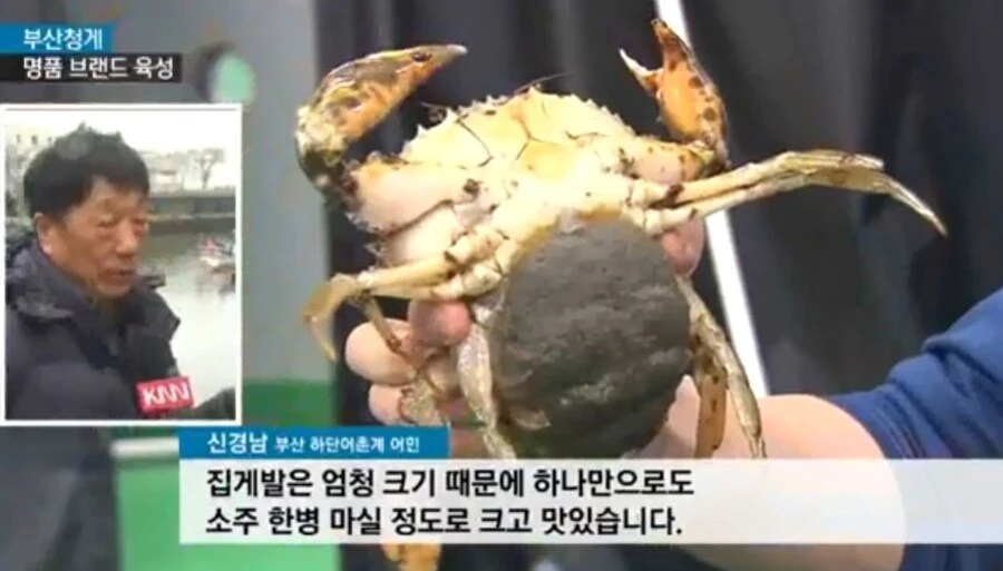 현재 외래종 때문에 난리라는 부산 근황