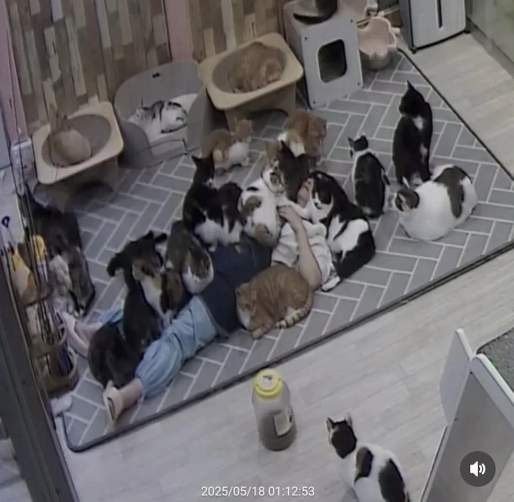 고양이 쉼터에서 6시간 잔 사람