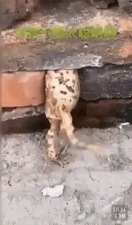 00-1.gif