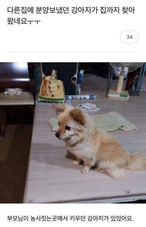 멀리 분양보낸 강아지가 집까지 다시 찾아왔어요...